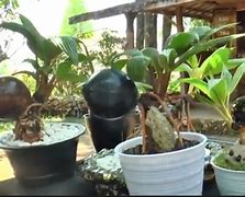 Bonsai Kelapa Harga 15 Juta