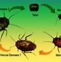 Jangkrik Termasuk Hewan Metamorfosis Sempurna